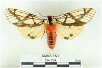 乳白斑燈蛾藏品圖，第1張