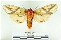 乳白斑燈蛾藏品圖，第2張