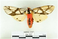 乳白斑燈蛾藏品圖，第1張