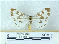 粉蝶燈蛾藏品圖，第1張