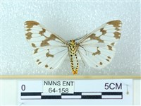 粉蝶燈蛾藏品圖，第2張