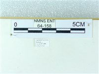 粉蝶燈蛾藏品圖，第3張