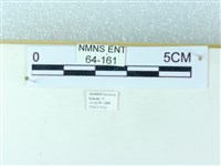 粉蝶燈蛾藏品圖，第3張