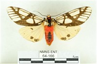 乳白斑燈蛾藏品圖，第1張