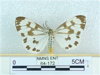 粉蝶燈蛾藏品圖，第1張