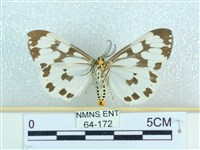 粉蝶燈蛾藏品圖，第2張