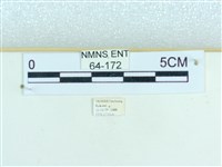 粉蝶燈蛾藏品圖，第3張