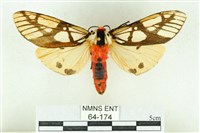 乳白斑燈蛾藏品圖，第1張