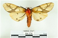 乳白斑燈蛾藏品圖，第2張