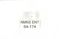 乳白斑燈蛾藏品圖，第3張