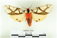 乳白斑燈蛾藏品圖，第1張