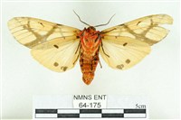 乳白斑燈蛾藏品圖，第2張