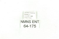 乳白斑燈蛾藏品圖，第3張