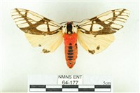 乳白斑燈蛾藏品圖，第1張