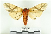 乳白斑燈蛾藏品圖，第2張