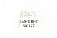 乳白斑燈蛾藏品圖，第3張