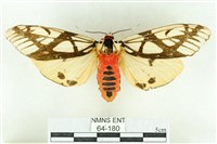 乳白斑燈蛾藏品圖，第1張