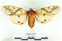 乳白斑燈蛾藏品圖，第2張