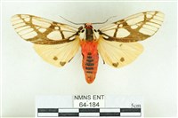 乳白斑燈蛾藏品圖，第1張