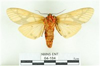 乳白斑燈蛾藏品圖，第2張