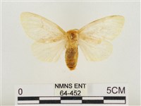 榕透翅毒蛾藏品圖，第1張