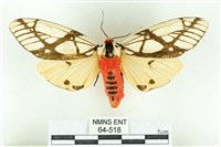 乳白斑燈蛾藏品圖，第1張