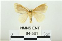 黑翅黃毒蛾藏品圖，第2張