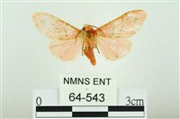 三條橙燈蛾藏品圖，第1張