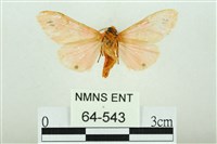 三條橙燈蛾藏品圖，第2張