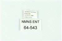 三條橙燈蛾藏品圖，第3張