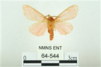 三條橙燈蛾藏品圖，第1張