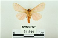 三條橙燈蛾藏品圖，第2張