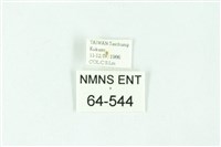 三條橙燈蛾藏品圖，第3張