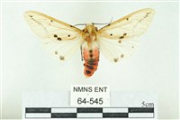 菊池污燈蛾藏品圖，第1張