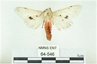 菊池污燈蛾藏品圖，第1張