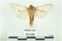 菊池污燈蛾藏品圖，第2張