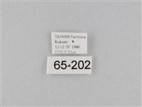密紋波眼蝶藏品圖，第3張