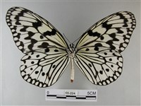 大白斑蝶藏品圖，第2張