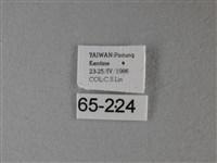 大白斑蝶藏品圖，第3張