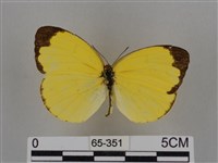 亮色黃蝶藏品圖，第1張