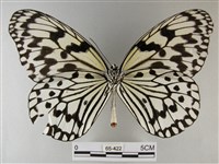 大白斑蝶藏品圖，第2張
