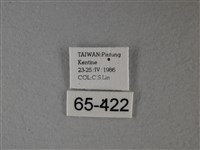 大白斑蝶藏品圖，第3張