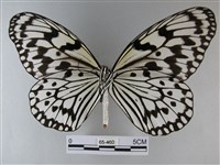 大白斑蝶藏品圖，第2張