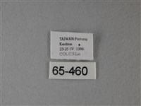 大白斑蝶藏品圖，第3張