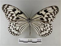 大白斑蝶藏品圖，第1張