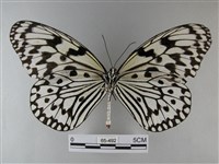 大白斑蝶藏品圖，第2張