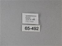 大白斑蝶藏品圖，第3張