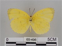 亮色黃蝶藏品圖，第2張