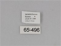 亮色黃蝶藏品圖，第3張