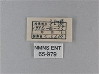 大白斑蝶藏品圖，第3張